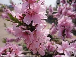 犯桃花是什麼意思|犯桃花是什么意思